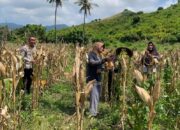 Polsek Sekotong Jaga Ketahanan Pangan di Batu Putih