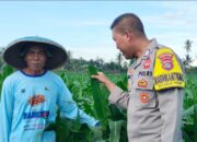 Bhabinkamtibmas Desa Bagik Papan Laksanakan Silaturahmi dan Cek Tanaman Jagung, Dukung Program Ketahanan Pangan