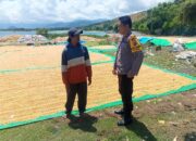BHABINKAMTIBMAS DESA MARADA LAKUKAN PEMANTAUAN HASIL PANEN JAGUNG WARGA DALAM MENDUKUNG PROGRAM KETAHANAN PANGAN NASIONAL