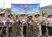 Kapolres Bima Kota Laksanakan Panen Raya Serentak Kuartal II Dukung Swasembada Pangan 2026