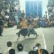 Laga Sengit Pepadu Se-Lombok di Arena Peresean