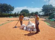 BHABINKAMTIBMAS DESA DOROPETI LAKUKAN PEMANTAUAN HASIL PANEN JAGUNG WARGA DI KECAMATAN PEKAT