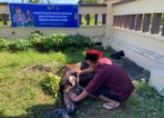 Polres Lombok Utara Gelar Sholat Idul Adha dan Potong Hewan Kurban, Perkuat Kepedulian Sosial