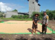 BHABINKAMTIBMAS POLSEK PEKAT DORONG PETANI SALURKAN HASIL PANEN KE GUDANG BULOG