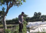BHABINKAMTIBMAS POLSEK MANGGELEWA JALIN SILATURAHMI DAN BERIKAN MOTIVASI KEPADA PETANI SAYUR