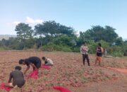 BHABINKAMTIBMAS POLSEK MANGGELEWA MONITORING HASIL PANEN BAWANG WARGA BINAAN