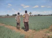 Tingkatkan Ekonomi Warga, Bhabinkamtibmas Desa Bunga Eja Dampingi Petani Bawang Merah