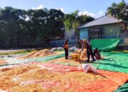 BHABINKAMTIBMAS POLSEK DOMPU PANTAU HASIL PANEN JAGUNG WARGA DAN AJAK DISTRIBUSIKAN KE BULOG