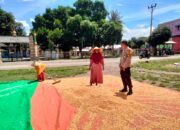 BHABINKAMTIBMAS POLSEK HU’U PANTAU HASIL PANEN JAGUNG WARGA DAN DORONG KETAHANAN PANGAN