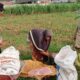 Bhabinkamtibmas Polsek Labuapi Dampingi Petani Olah Lahan