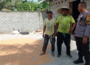 Bhabinkamtibmas Kuranji Dampingi Petani Jagung Raih Swasembada
