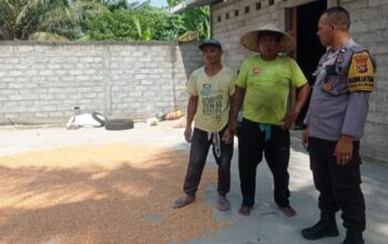 Bhabinkamtibmas Kuranji Dampingi Petani Jagung Raih Swasembada