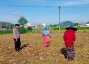 Bhabinkamtibmas Karang Bongkot Pantau Aktivitas Petani Sawah