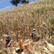 Polsek Sekotong Kawal Panen Raya Jagung di Buwun Mas