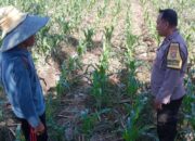 Polri Dorong Produktivitas Lahan Jagung di Bagik Polak Barat