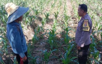 Polri Dorong Produktivitas Lahan Jagung di Bagik Polak Barat
