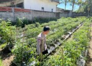 Bhabinkamtibmas Desa Kumbang Monitoring Ketahanan Pangan dan Ajak Warga Jaga Kamtibmas