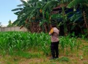 Polsek Labuapi Fasilitasi Hasil Panen Jagung Petani ke Bulog