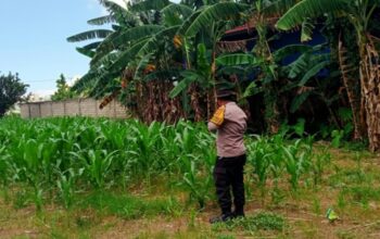 Polsek Labuapi Fasilitasi Hasil Panen Jagung Petani ke Bulog