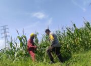 Bhabinkamtibmas Lombok Barat dampingi Petani Kuranji Dalang Sukseskan Ketahanan Pangan
