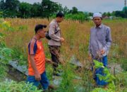 Bhabinkamtibmas Lombok Barat Gerakkan Warga Manfaatkan Pekarangan