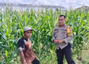 Bhabinkamtibmas Lombok Barat Pacu Petani Jagung Maksimalkan Lahan