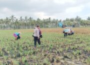 Polsek Gerung Dampingi Petani Jagung dan Peternak di Lombok Barat