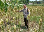 Bhabinkamtibmas Lombok Barat Kawal Produktivitas Petani Desa Merembu