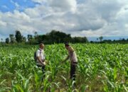 Polres Loteng Cek Pertumbuhan Jagung Warga, Dukung Program Ketahanan Pangan