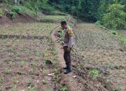 Bhabinkamtibmas Desa Sukadana Polsek Terara Aipda LL. Dony Safta Atmaja Monitoring Pertumbuhan Tanaman Jagung Milik Kelompok Tani