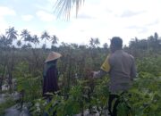 Bhabinkamtibmas Desa Kesik Cek Lahan Ketahanan Pangan Bergizi, Dukung Budidaya Tomat Bersama Kelompok Tani