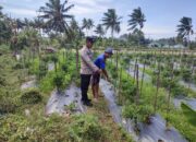 Bhabinkamtibmas Desa Paokmotong Monitoring Program Ketahanan Pangan, Cek Lahan Pekarangan Pangan Bergizi