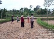 Bhabinkamtibmas Desa Lando Cek Pertumbuhan Tanaman Jagung Dukung Program Ketahanan Pangan Nasional