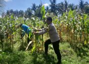 Bhabinkamtibmas Desa Mekar Damai Tinjau Lahan Petani Jagung Jelang Panen