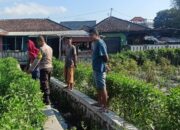 Bhabinkamtibmas Desa Masbagik Utara Kontrol Tanaman Warga untuk Dukung Ketahanan Pangan dan Jaga Kamtibmas