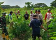 Polsek Batulayar Giatkan Ketahanan Pangan di Duduk Atas