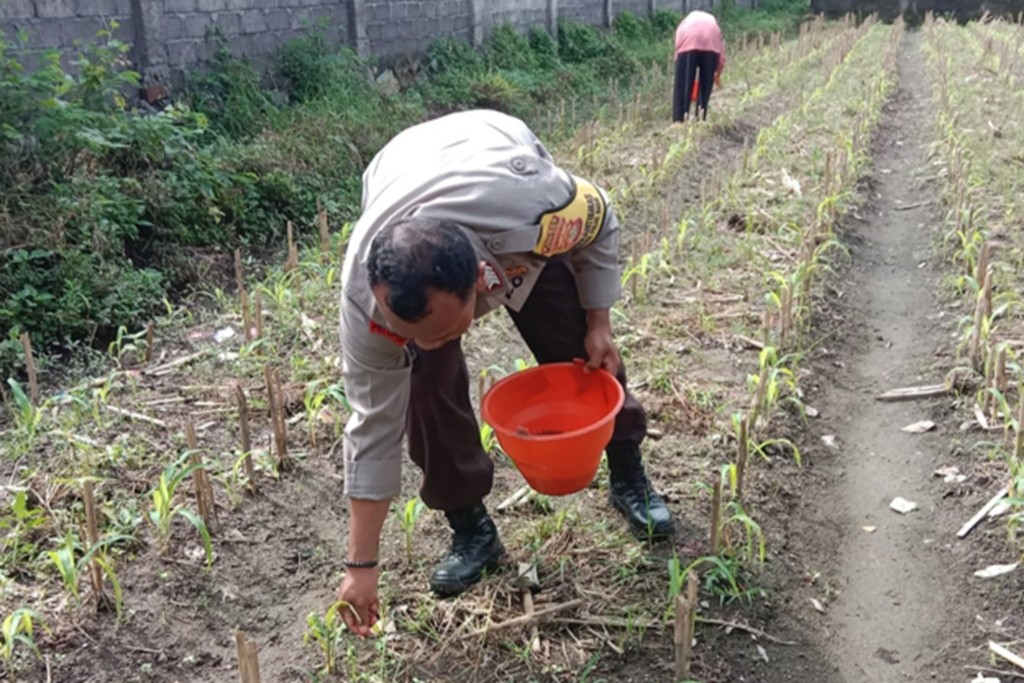Bhabinkamtibmas Polsek Labuapi Gerakkan Program Ketahanan Pangan Desa