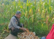 Cara Polsek Batulayar Dorong Warga Sukseskan Ketahanan Pangan dari Pekarangan Rumah