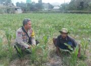 Polsek Batulayar Dampingi Petani Jagung Terkait Swasembada Pangan