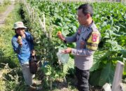 Bhabinkamtibmas Desa Pringgabaya Silaturahmi dengan Petani dan Cek Tanaman Tomat, Dukung Program Ketahanan Pangan