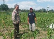 Polsek Batulayar Dampingi Petani Jagung di Desa Sandik