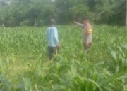 Bhabinkamtibmas Desa Rhee Dampingi Warga Pantau Pertumbuhan Jagung Hibrida