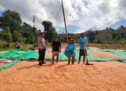 BHABINKAMTIBMAS DESA CEMPI JAYA LAKUKAN PEMANTAUAN HASIL PANEN JAGUNG WARGA