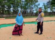 BHABINKAMTIBMAS DESA SAWE PANTAU HASIL PANEN JAGUNG WARGA, DUKUNG PROGRAM KETAHANAN PANGAN NASIONAL