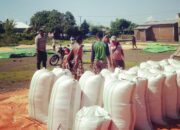 BHABINKAMTIBMAS DESA SORITATANGA PANTAU HASIL PANEN JAGUNG WARGA, DORONG PETANI PENUHI STANDAR DISTRIBUSI KE GUDANG BULOG