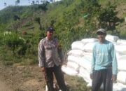 BHABINKAMTIBMAS POLSEK WOJA PANTAU PANEN JAGUNG WARGA, DUKUNG KETAHANAN PANGAN NASIONAL