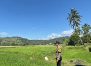 Dukung Ketahanan Pangan Nasional, Bhabinkamtibmas Desa Rhee Loka Tinjau Tanaman Padi Warga