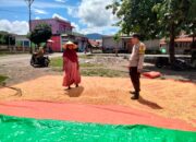 Polres Dompu Terus Dampingi Petani, Bhabinkamtibmas Awasi Proses Pascapanen Jagung