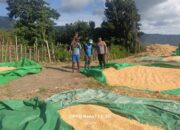 BHABINKAMTIBMAS DESA ADU PANTAU PENJEMURAN HASIL PANEN JAGUNG WARGA, DUKUNG KETAHANAN PANGAN NASIONAL