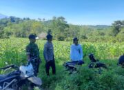BHABINKAMTIBMAS DAN BABINSA DESA KADINDI PANTAU PERTUMBUHAN JAGUNG WARGA